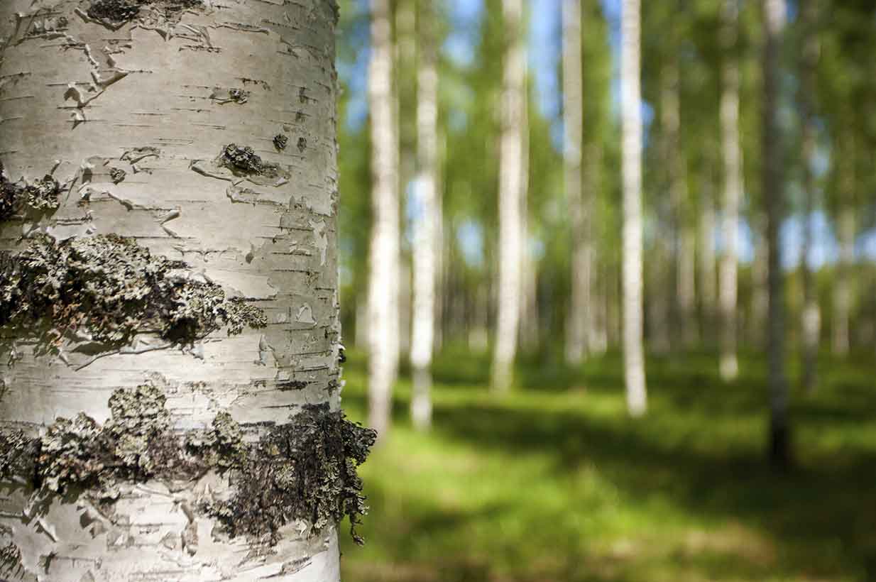 Nahaufnahme einer Birkenrinde im Sonnenschein, mit unscharfem Birkenwald im Hintergrund.