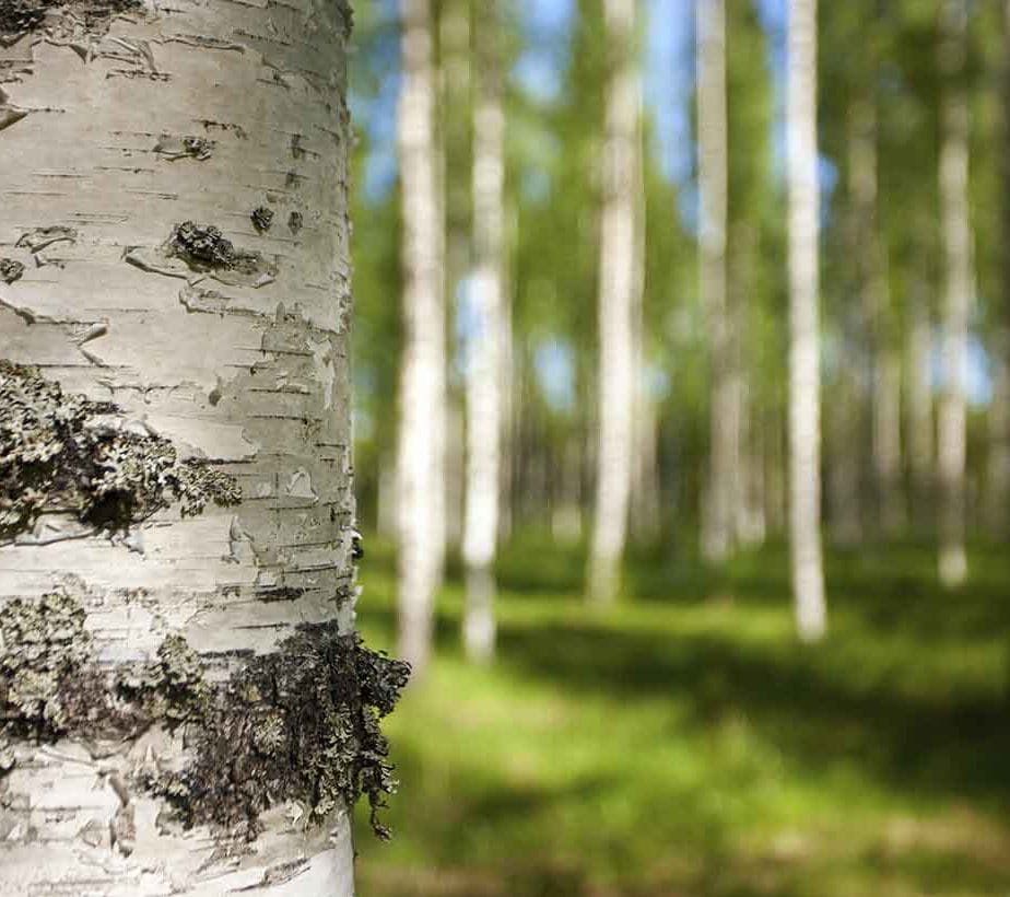 Nahaufnahme einer Birkenrinde im Sonnenschein, mit unscharfem Birkenwald im Hintergrund.