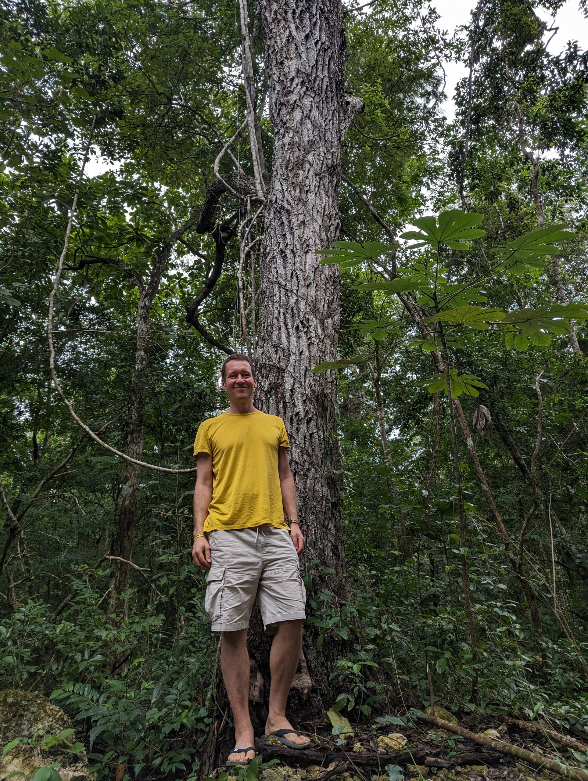 Man in yellow shirt standing beside a large tree in a dense forest.